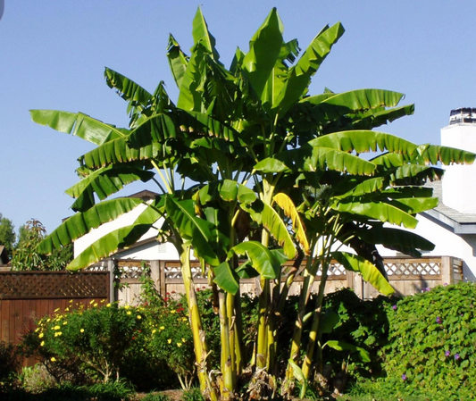 Musa Basjoo Banana Tree – Cold Hardy Outdoor Plant – Small Rooted Starter for Tropical Foliage & Fruit