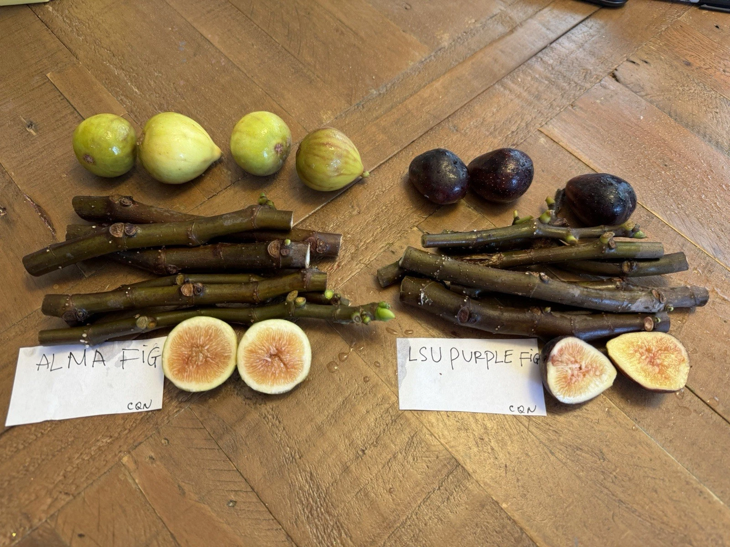 Fig Tree Cuttings – 6 Fresh Ficus Carica Cuttings with LSU Purple & Alma Varieties for Planting