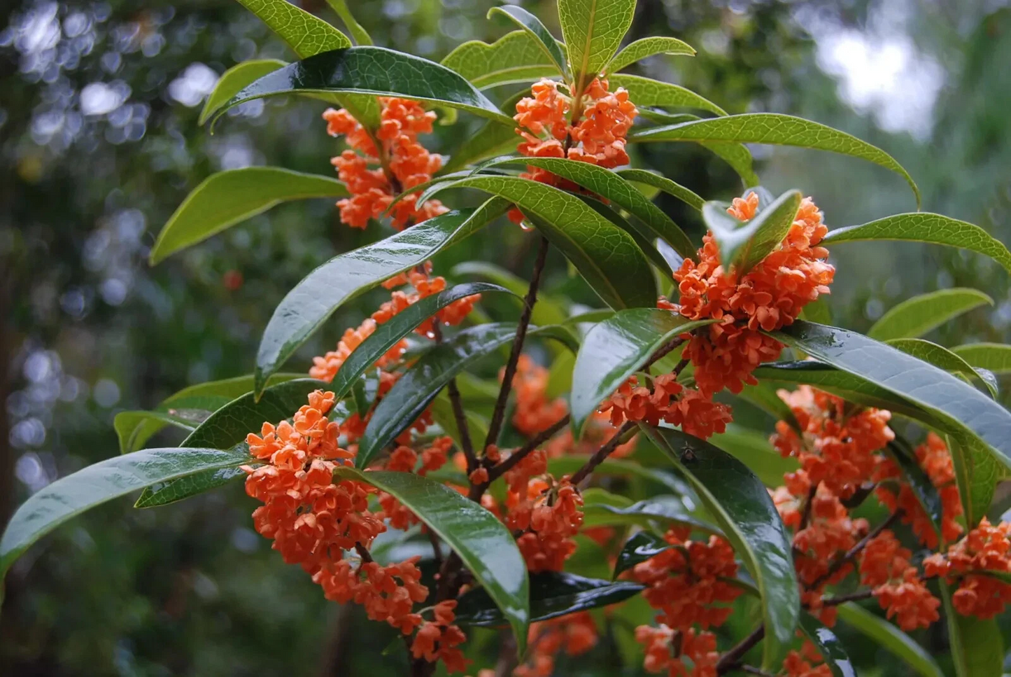 Apricot Echo Osmanthus Fragrans Rooted Shrub – Fragrant Flowering Sweet Olive Plant for Garden & Patio