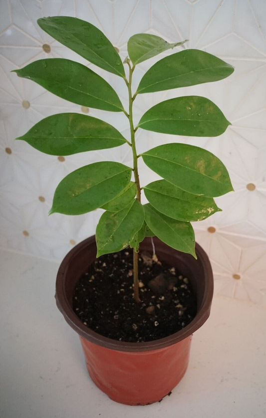 Live Soursop Tree Plant in Pot – Annona Muricata Tropical Fruit Tree for Garden or Patio, 8-10 Inches