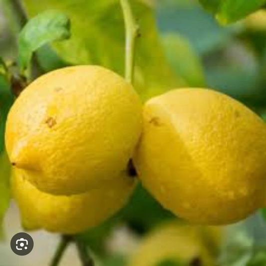 Italian Lemon Cutting – 6–8 Inch Citrus Limon Stem for Rooting and Grafting, Fresh Healthy Citrus Plant Propagation