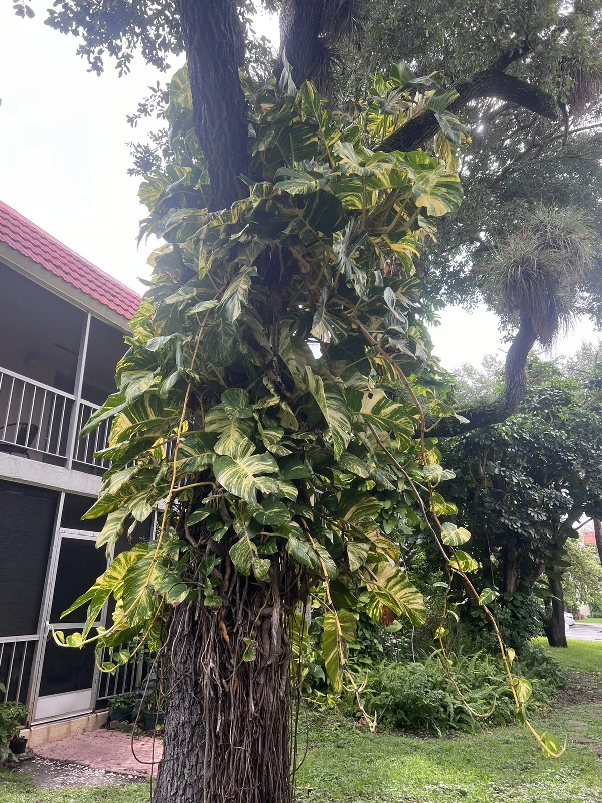 Golden Pothos Cuttings – 5 Fresh Unrooted Epipremnum Aureum Stems for Propagation, Houseplant, Indoor Plant, Greenery