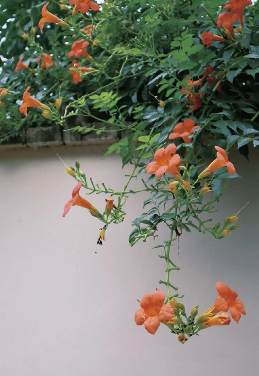 Orange Cape Honeysuckle Cutting – 8 Inch Unrooted Tecoma Capensis Climbing Shrub for Propagation