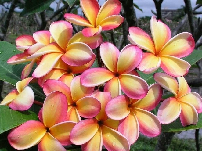 Rainbow Plumeria Cuttings – 3 Unrooted Frangipani Stems for Propagation, Multi-Color Blooms, 8–14 Inches