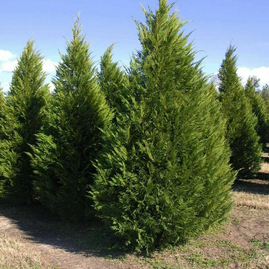 Leyland Cypress Tree Cuttings – 15 Fresh Unrooted 6-7 Inch Clippings – Cuprocyparis leylandii for Privacy Screen & Hedge