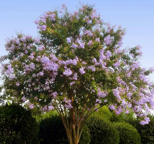 Lilac Purple Crepe Myrtle Cuttings | Live Lagerstroemia indica Stems | Summer Flowering Shrub Starter | Garden Plant Propagation