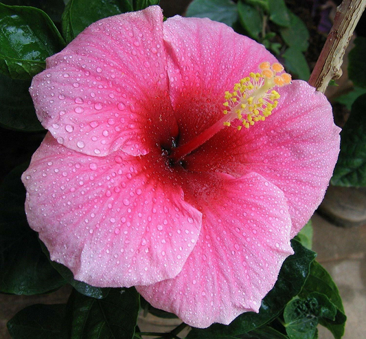 Hawaiian Pink Hibiscus Cutting – 2-4 Inch Unrooted Hibiscus rosa-sinensis for Propagation, Garden or Indoor Plant