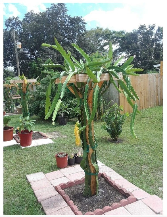 18-inch Dragon Fruit Cactus Plant with Pot – Hylocereus undatus Pitaya, Self-Pollinating Edible Fruit Cactus for Indoor & Outdoor Growing
