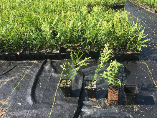 Green Giant Thuja Arborvitae Live Plants Box of 25, 10–14 Inches, Privacy Hedge, Evergreen Shrubs, Thuja Green Giant, Fast-Growing Landscape Plants