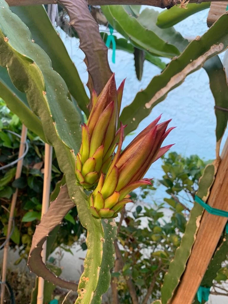 Dragon Fruit Cutting Pitaya Cactus 10–14 Inch Unrooted Planting Propagation Exotic Fruit Plant