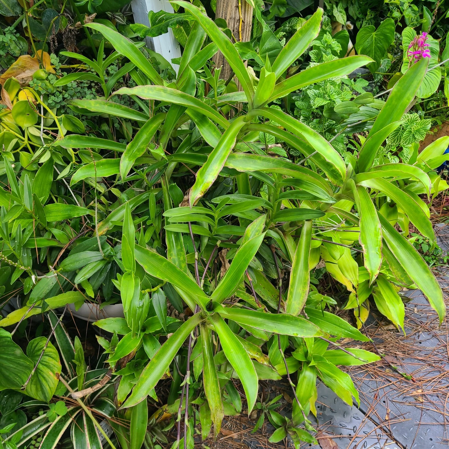 Callisia Fragrans Basket Plant – Two Large Rooted Houseplants – Chain Plant, Foliage, Indoor Plant, Easy Care, Greenery Starter