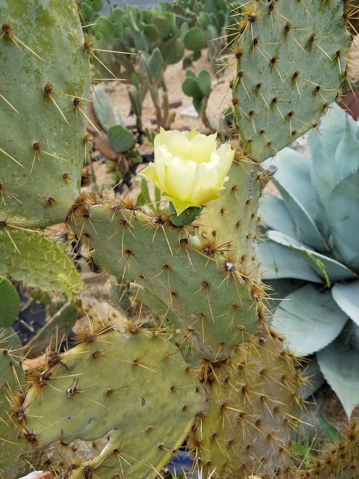 Live Opuntia alta Cactus Pad – 1 Rare South Texas Prickly Pear, White-Blooming Nopal Starter Plant for Gardens and Collectors
