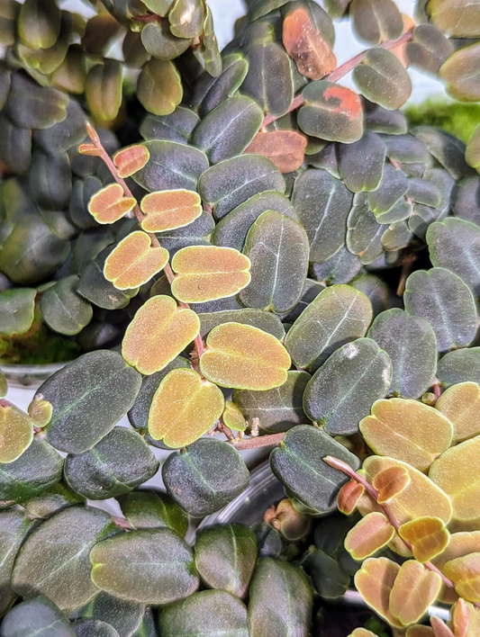 Marcgravia sp. coriacea Live Cutting – 10 Leaf Tropical Vine for Terrarium and Indoor Gardens, Unrooted Plant
