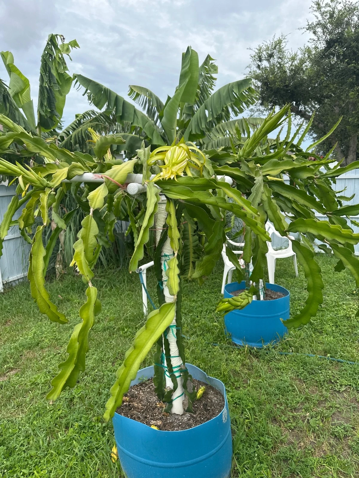 Red Dragon Fruit Cutting – 12"+ Live Hylocereus Stem Florida Variety, Fast-Growing Pitahaya for Warm Gardens