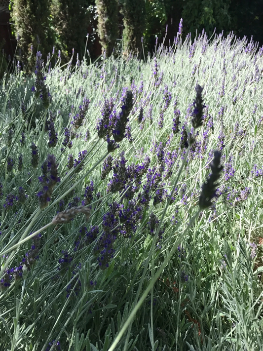 Live Lavender Cuttings – Organic California Grown Lavandula Angustifolia Stems for Rooting and Gardening