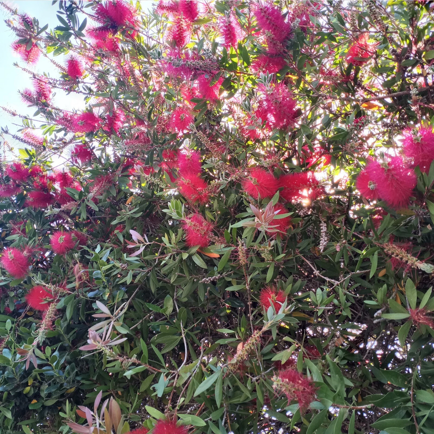 Crimson Bottlebrush Cuttings 4–6 Inch Callistemon citrinus Unrooted Propagation Planting