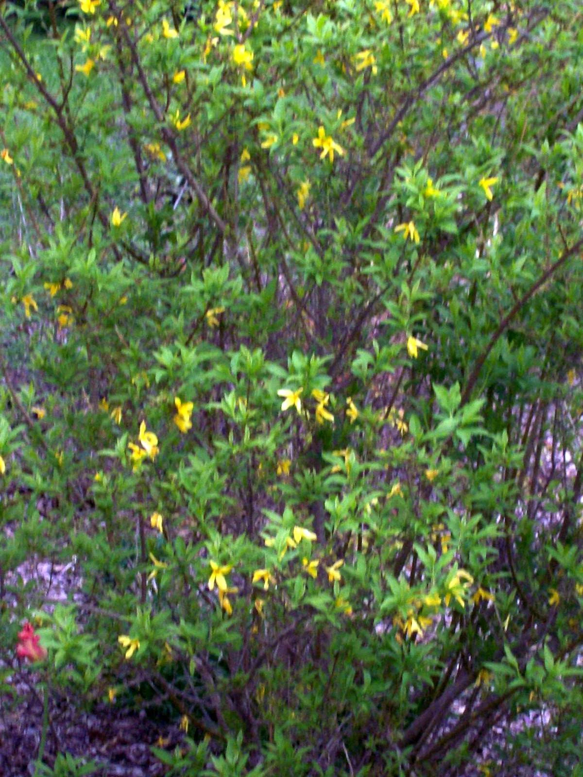 Forsythia Bush Cuttings Set of 12 – Unrooted Flowering Shrub Propagation Material, Yellow Flowers, 6–8 Inches