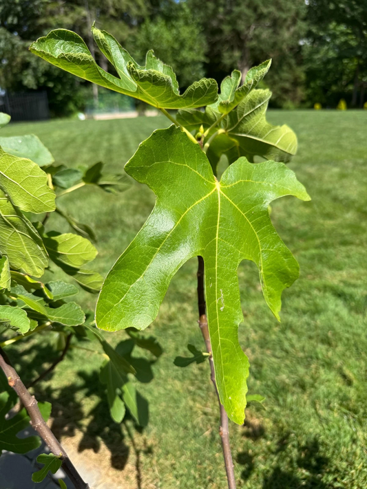 Lattarula Fig Cuttings – Unrooted Ficus carica Propagation for Garden or Container Growing, 3 Pack
