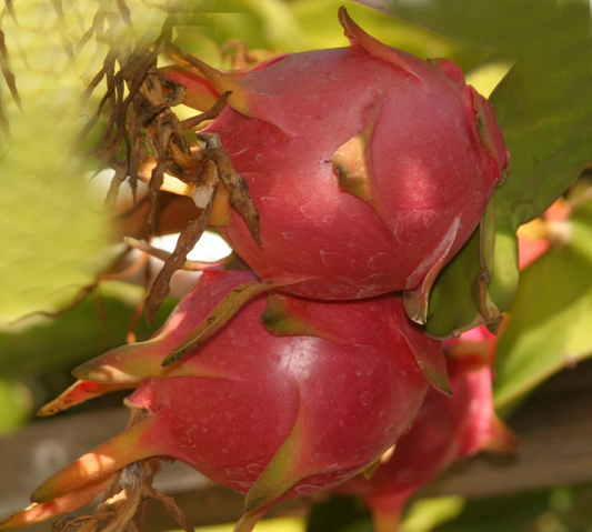 Halley’s Comet Dragon Fruit Plant – Rooted Hylocereus Undatus Hybrid, Red-Flesh Variety, 4–7 Inch Starter for Garden and Indoor Growing