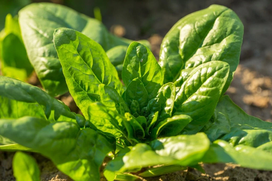 Noble Giant Spinach Seeds, Heirloom Leafy Green Vegetable Seeds, Spinacia oleracea, 200 Seeds