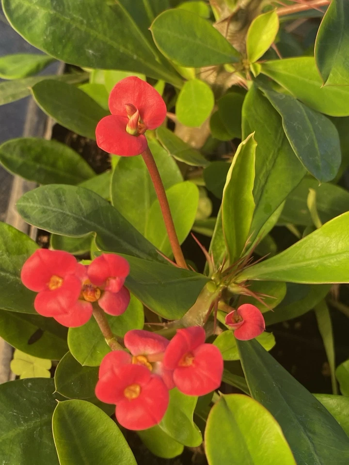 Euphorbia Milii Crown of Thorns Live Starter Plant – Red Flowering Succulent Cactus for Indoor & Outdoor Gardens
