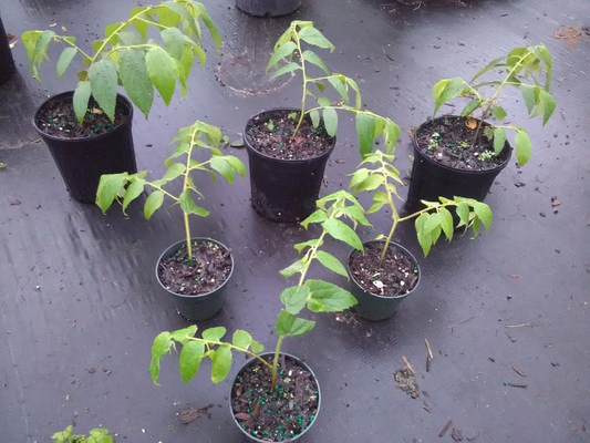 Muntingia Calabura Strawberry Tree Live Starter Plants – 10 Pack Rare Fast-Growing Fruit Tree for Garden or Container Planting