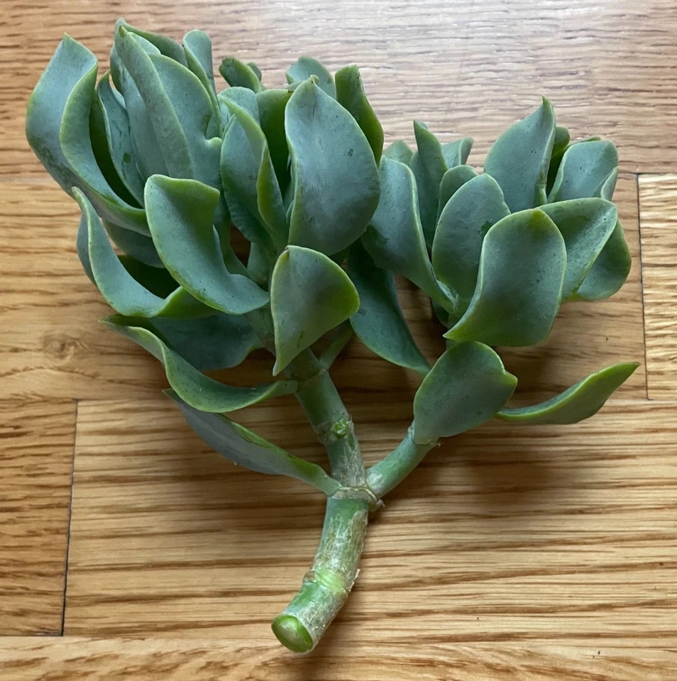 Ripple Wavy Jade Plant – Crassula Undulatifolia Unrooted Succulent, Live Indoor or Outdoor Plant, Wavy Leaf, Easy Care