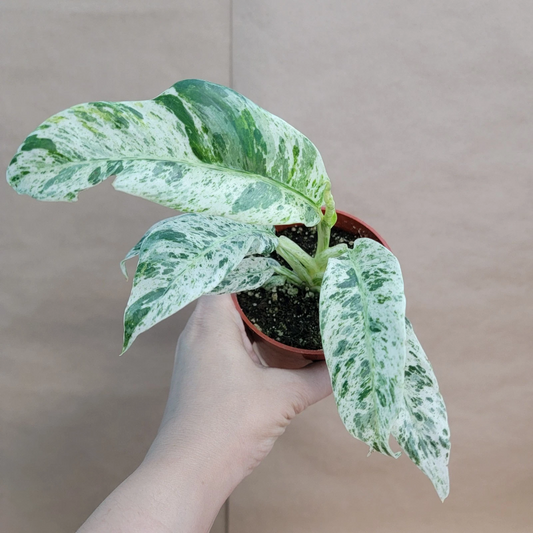 Marble Variegated Pothos Plant – 4-Inch Pot, Rare Epipremnum with White-Green Variegation, Live Houseplant, Indoor Aroid