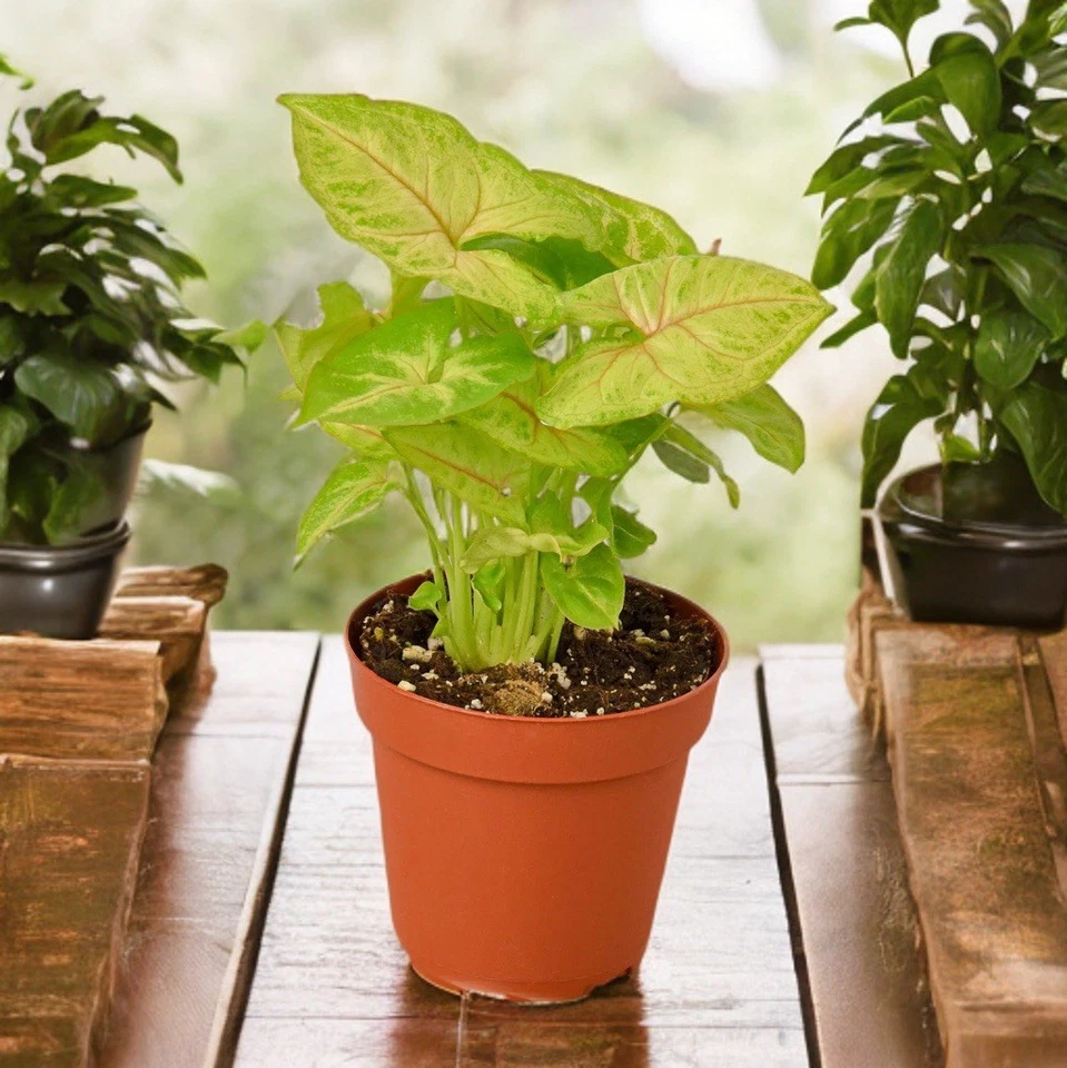Syngonium ‘Berry Allusion’ Rooted Leaf Cutting – Pink Green Arrowhead Vine Indoor Houseplant, Syngonium podophyllum