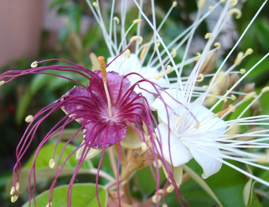 Jamaican Caper Seeds – Capparis cynophallophora – Florida Native Plant for Gardening – 10 Seeds for Planting