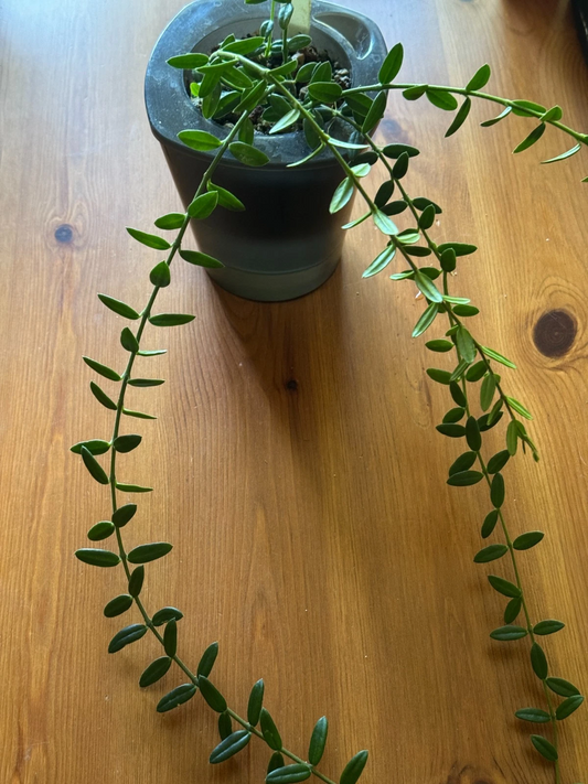 Hoya Engleriana Cutting – 4 Node Stem for Propagation, Rare Compact Hoya Variety, Tropical Houseplant, Green Foliage