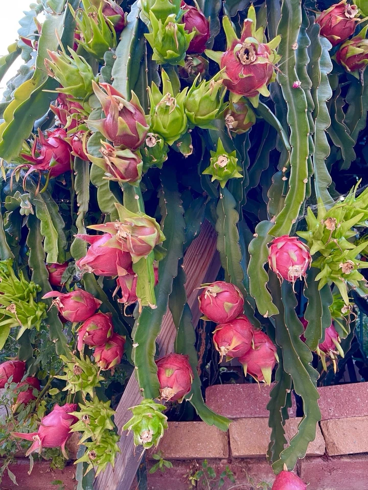 American Beauty Dragon Fruit Cuttings – 8–10 Inch Unrooted Red Flesh Pitaya Cactus for Propagation, Exotic Fruit Plant, Garden or Indoor Growing