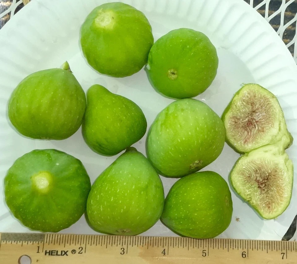Desert King Fig Tree Cuttings – 3 Live Yellow Ficus carica Propagation Plant for Zones 5–9
