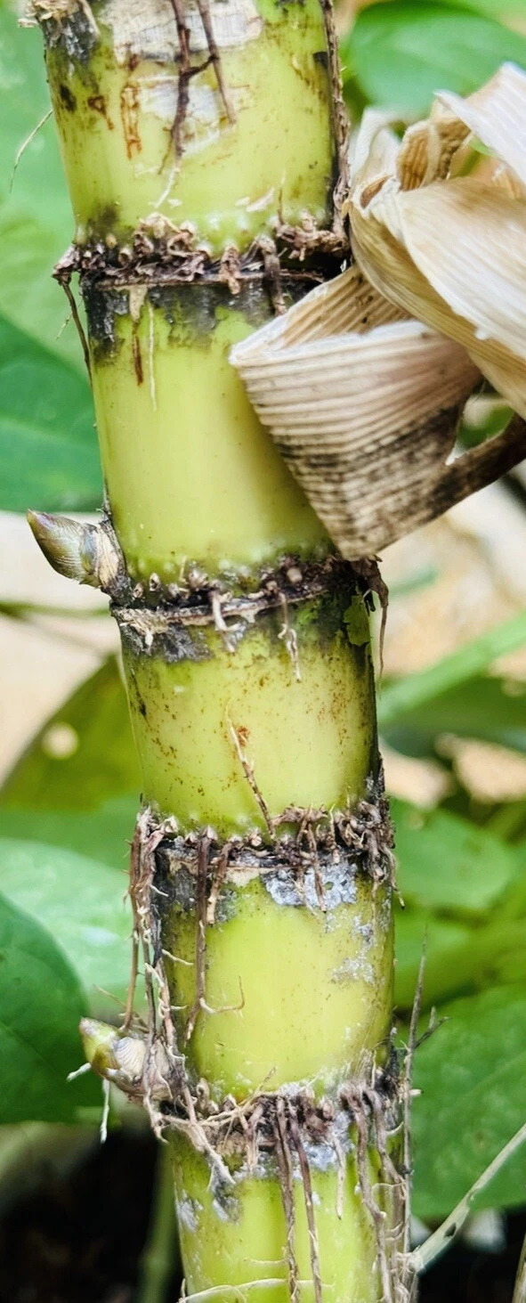 Sugarcane Live Cuttings – 8+ Nodes Buds, Saccharum Officinarum Starter Canes for Planting, Growing, and Cultivation