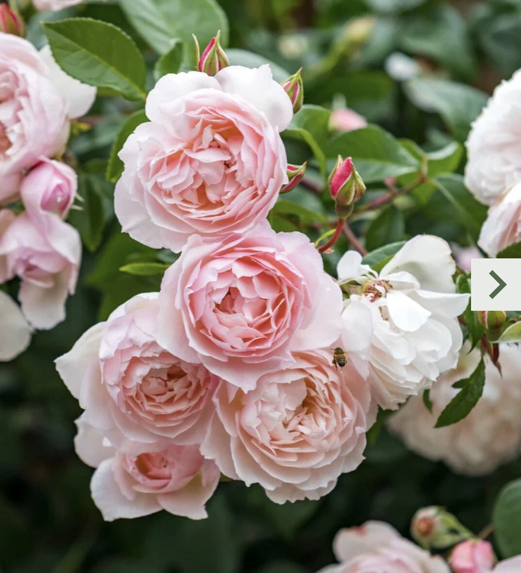 Pink Climbing Rose Cutting – 5–8" Unrooted Stem for Garden Landscape, Propagation, Rosa spp.