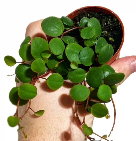 Peperomia Ruby Cascade Live Plant in 2 Inch Pot - Trailing Houseplant with Green and Red Foliage - Peperomia 'Ruby Cascade'