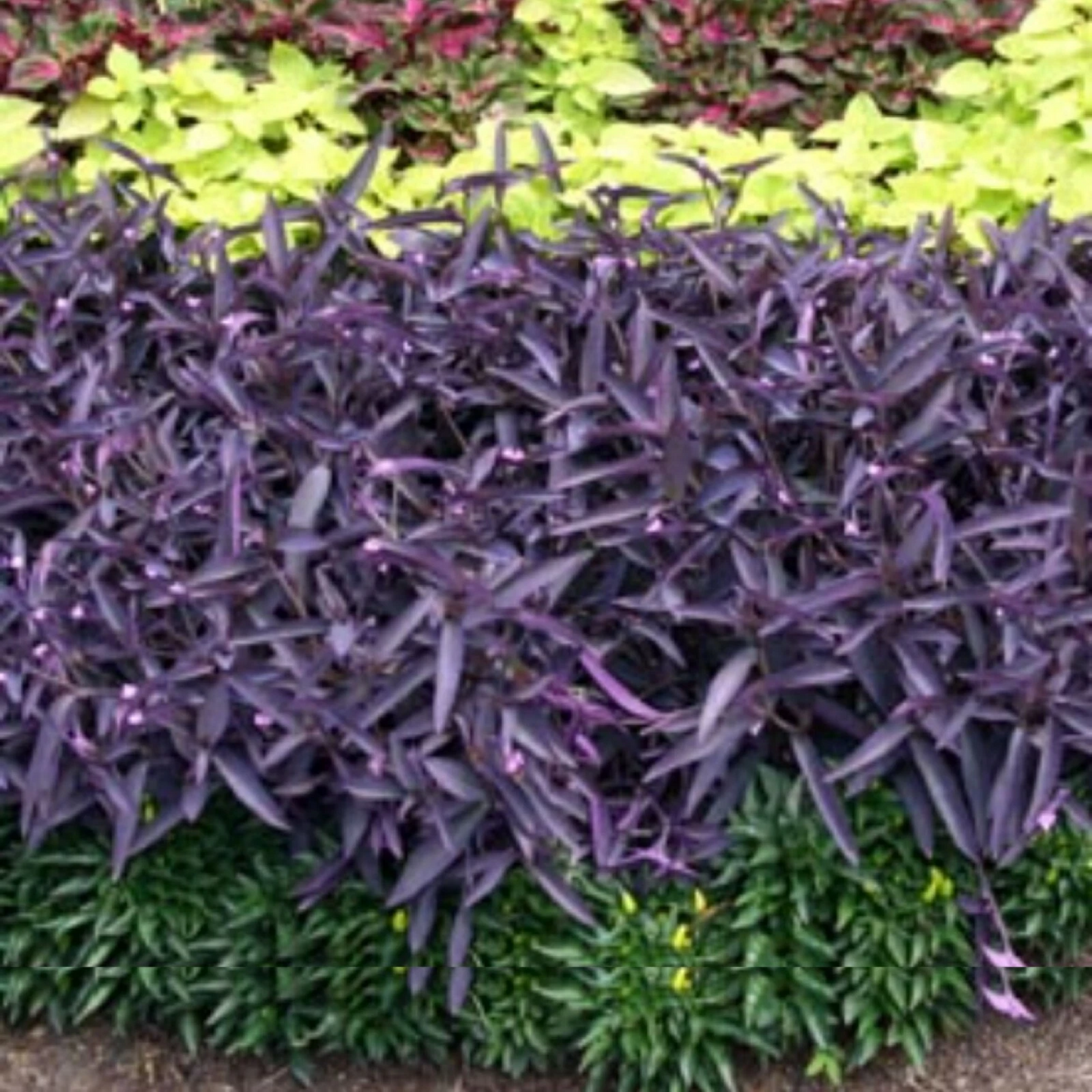 Wandering Jew Purple Cuttings – 10 Live Tradescantia pallida Plant Clippings for Indoor & Outdoor Gardening
