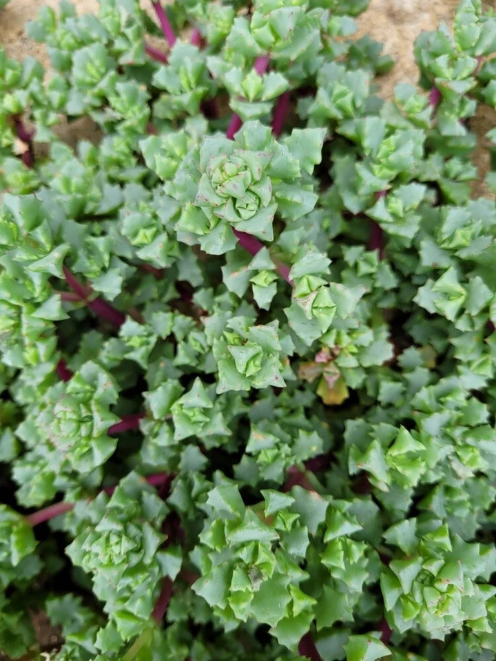 Pink Ice Plant Cuttings – 5 Oscularia Lampranthus Deltoides Succulent Stem Cuttings for Rooting