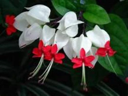 Bleeding Heart Vine Plant – Rooted Clerodendrum thomsoniae with White & Red Flowers – Tropical Live Flowering Plant for Garden
