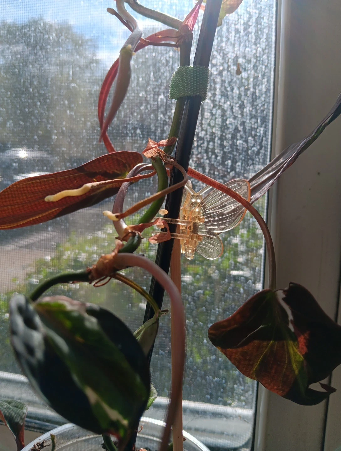 Philodendron Micans Variegated Velvet Halo Cutting – 2 Node Unrooted Trailing Houseplant, Rare Variegated Aroid Stem