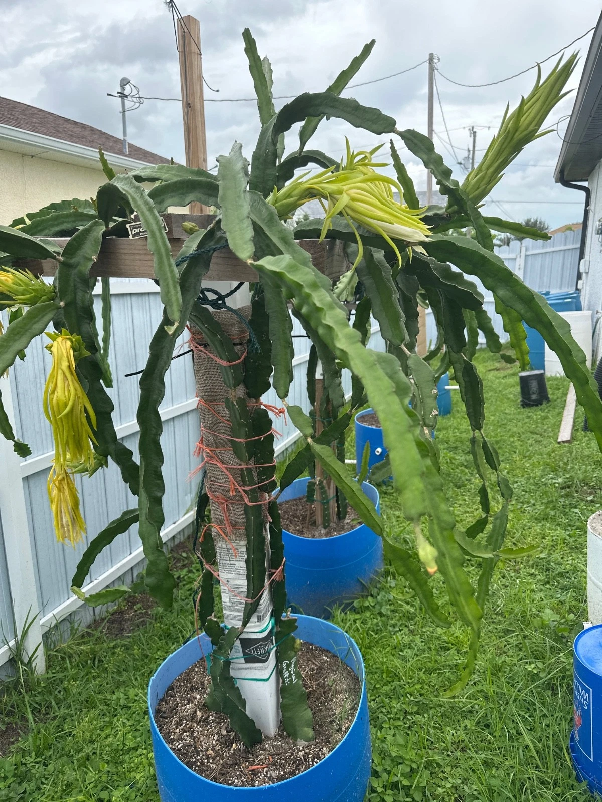 Florida Physical Graffiti Dragon Fruit Cutting – Rare Hybrid Hylocereus/Selenicereus, Sweet Fruit, Climbing Tropical Cactus Vine