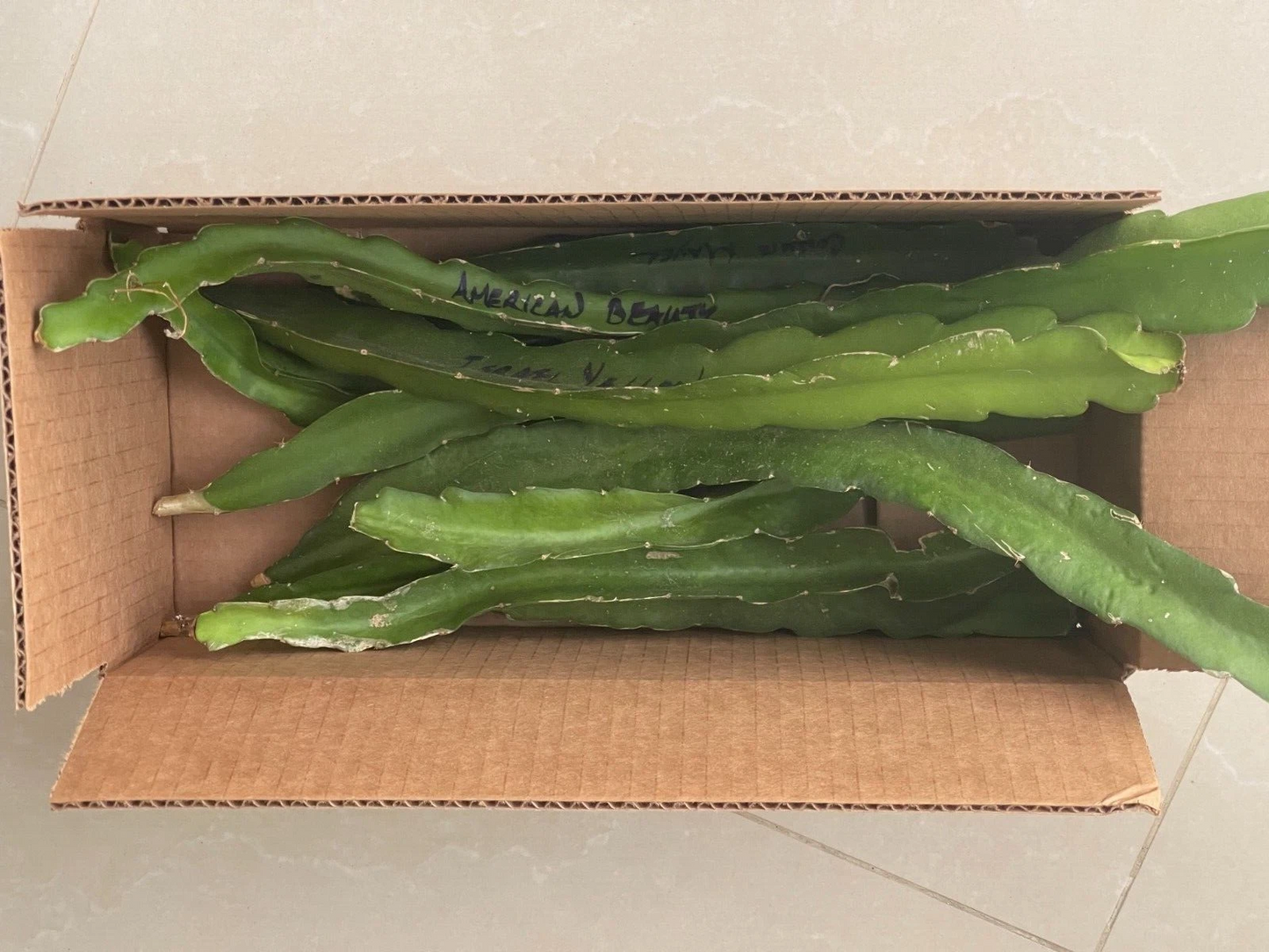 Dragon Fruit Cuttings – 10 Live Pitaya Cuttings 8–10 Inches Mixed Purple & White Varieties, Hylocereus spp.