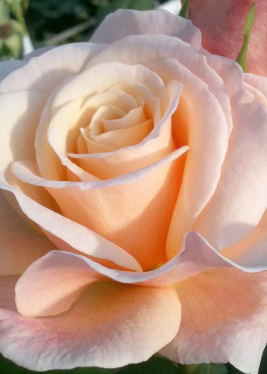 Oh Happy Day Hybrid Tea Rose Cuttings – 4 Fresh Live Stem Cuttings for Rooting, Large-Bloom Garden Shrub, Rosa (Hybrid Tea)