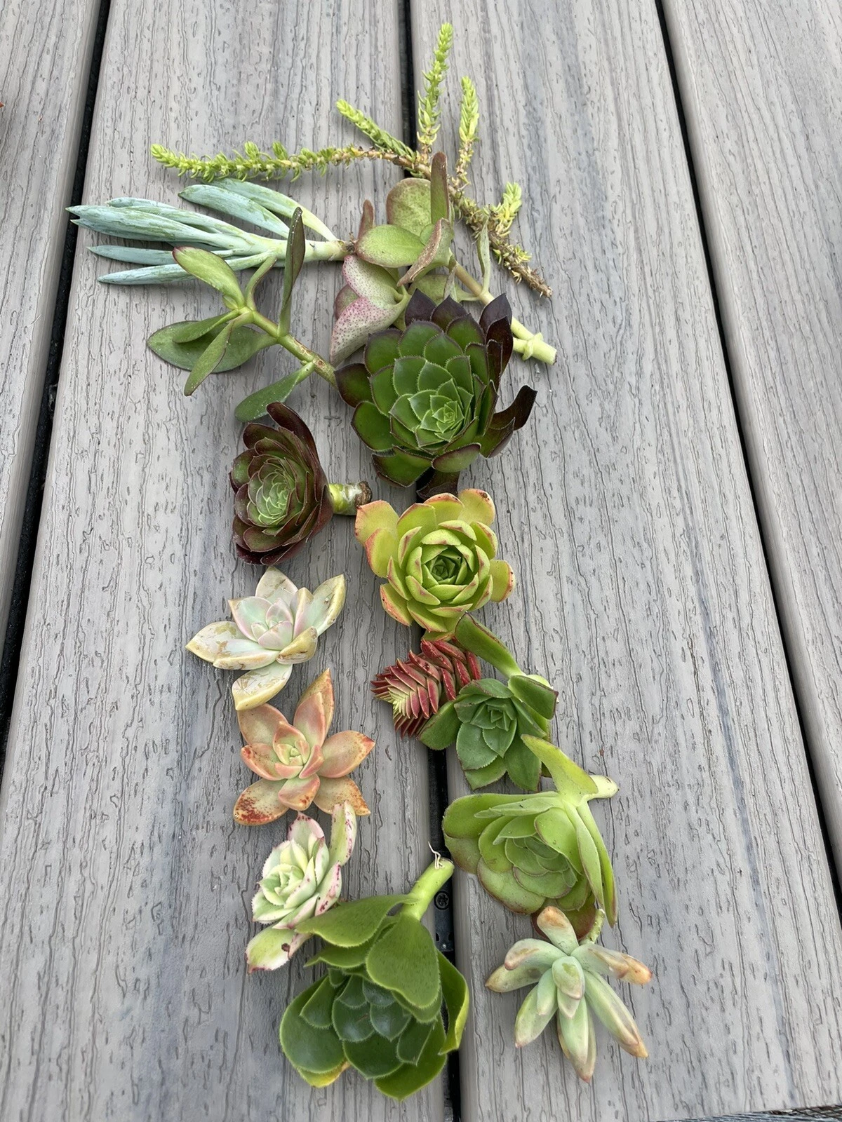 Assorted Succulent Cuttings – 15 Mixed Varieties for Propagation, Unrooted Succulent Plants, Garden, Indoor, Outdoor