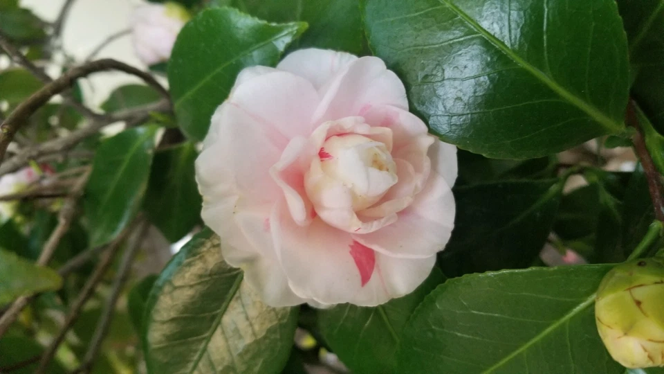 Candy Cane Camellia Cuttings – 8 Unrooted Stem Grafting or Rooting Variegated Red and White Blooms