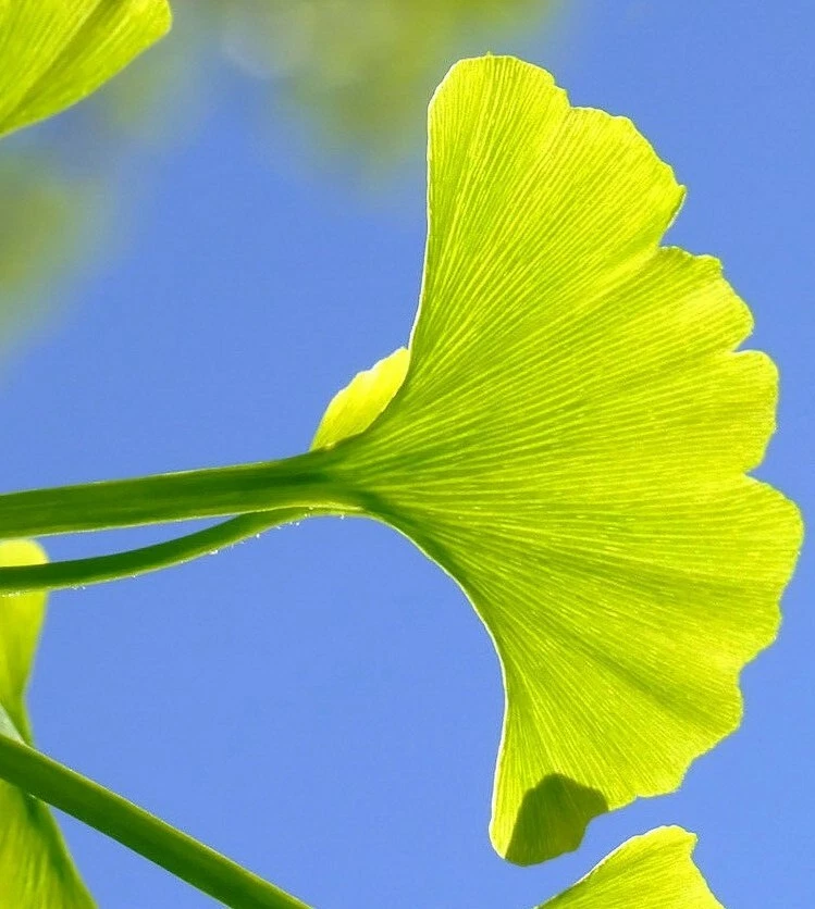 Ginkgo biloba Fresh Cuttings – 12 Rooting or Grafting Starter Material – Hardy Ornamental Tree Propagation