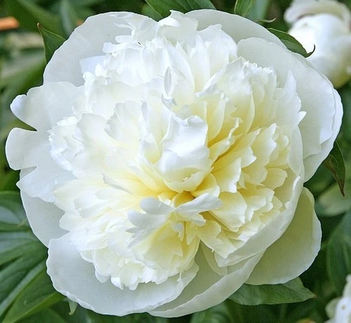 Peony ‘Duchesse de Nemours’ Bare Root Herbaceous Perennial Plant with 2–3 Eyes, White Blooms, Zones 3-9