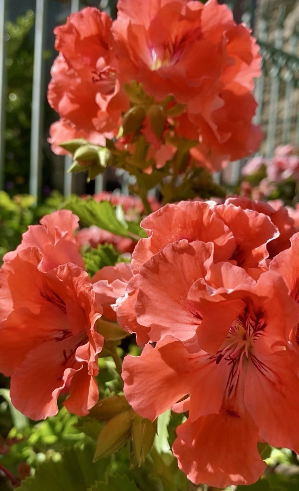 Double Red Orange Geranium Plants – 2 Rooted Pelargonium Starts for Garden or Container Bright Color