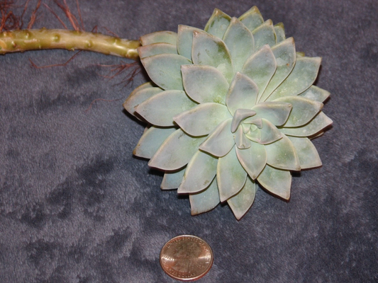 Graptopetalum Ghost Plant Succulent Cutting – Live Unrooted Starter, Pale Gray, Easy Care, Succulent Propagation, Houseplant