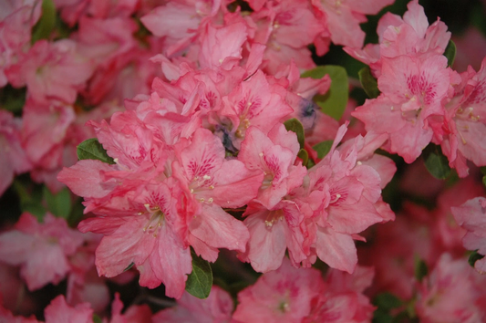 Hampton Beauty Azalea Starter Plant – Rhododendron deciduous shrub with vibrant pink blooms, heavy spring flowering, ideal for shade gardens